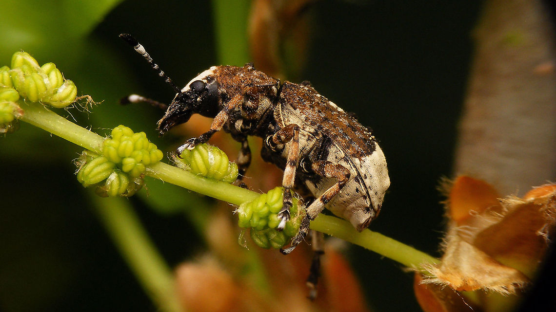 Platystomos albinus - Lateral Finally had a chance to shoot decent images of this beautiful weevil (sorry for the overload ;o)<br />
<figure class="photo"><a href="https://www.jungledragon.com/image/92995/platystomos_albinus_-_dorsal-ish.html" title="Platystomos albinus - Dorsal-ish"><img src="https://s3.amazonaws.com/media.jungledragon.com/images/3043/92995_thumb.jpg?AWSAccessKeyId=05GMT0V3GWVNE7GGM1R2&Expires=1759968010&Signature=UfY9jWcbLsOWSK96NOsznhHaD9c%3D" width="200" height="114" alt="Platystomos albinus - Dorsal-ish Finally had a chance to shoot decent images of this beautiful weevil (sorry for the overload ;o)<br />
https://www.jungledragon.com/image/92996/platystomos_albinus_-_lateral.html<br />
https://www.jungledragon.com/image/92997/platystomos_albinus.html<br />
https://www.jungledragon.com/image/92998/platystomos_albinus_-_hair_tufts.html<br />
https://www.jungledragon.com/image/92999/platystomos_albinus_-_portrait.html Alerdinck,Anthribidae,Anthribinae,Anthribus albinus,Curculionoidea,Geotagged,Netherlands,Platystomos,Platystomos albinus,Weevil,nl: Grootkopsnuittor,nl: Witte boksnuitkever" /></a></figure><br />
<figure class="photo"><a href="https://www.jungledragon.com/image/92997/platystomos_albinus_-_female.html" title="Platystomos albinus - Female"><img src="https://s3.amazonaws.com/media.jungledragon.com/images/3043/92997_thumb.jpg?AWSAccessKeyId=05GMT0V3GWVNE7GGM1R2&Expires=1759968010&Signature=0XF0wIwA7EY4rnMO5k0I4FfoGf0%3D" width="200" height="114" alt="Platystomos albinus - Female Finally had a chance to shoot decent images of this beautiful weevil (sorry for the overload ;o)<br />
https://www.jungledragon.com/image/92995/platystomos_albinus_-_dorsal-ish.html<br />
https://www.jungledragon.com/image/92996/platystomos_albinus_-_lateral.html<br />
https://www.jungledragon.com/image/92998/platystomos_albinus_-_hair_tufts.html<br />
https://www.jungledragon.com/image/92999/platystomos_albinus_-_portrait.html Alerdinck,Anthribidae,Anthribinae,Anthribus albinus,Curculionoidea,Geotagged,Netherlands,Platystomos,Platystomos albinus,Weevil,nl: Grootkopsnuittor,nl: Witte boksnuitkever" /></a></figure><br />
<figure class="photo"><a href="https://www.jungledragon.com/image/92998/platystomos_albinus_-_hair_tufts.html" title="Platystomos albinus - Hair tufts"><img src="https://s3.amazonaws.com/media.jungledragon.com/images/3043/92998_thumb.jpg?AWSAccessKeyId=05GMT0V3GWVNE7GGM1R2&Expires=1759968010&Signature=SBvgQwWmTNIZNzj4D22%2BkP0pWu0%3D" width="200" height="114" alt="Platystomos albinus - Hair tufts Finally had a chance to shoot decent images of this beautiful weevil (sorry for the overload ;o)<br />
https://www.jungledragon.com/image/92995/platystomos_albinus_-_dorsal-ish.html<br />
https://www.jungledragon.com/image/92996/platystomos_albinus_-_lateral.html<br />
https://www.jungledragon.com/image/92997/platystomos_albinus.html<br />
https://www.jungledragon.com/image/92999/platystomos_albinus_-_portrait.html Alerdinck,Anthribidae,Anthribinae,Anthribus albinus,Curculionoidea,Geotagged,Netherlands,Platystomos,Platystomos albinus,Weevil,nl: Grootkopsnuittor,nl: Witte boksnuitkever" /></a></figure><br />
<figure class="photo"><a href="https://www.jungledragon.com/image/92999/platystomos_albinus_-_portrait.html" title="Platystomos albinus - Portrait"><img src="https://s3.amazonaws.com/media.jungledragon.com/images/3043/92999_thumb.jpg?AWSAccessKeyId=05GMT0V3GWVNE7GGM1R2&Expires=1759968010&Signature=oDbiViT4fATvG3cm9yqTHTercXc%3D" width="200" height="114" alt="Platystomos albinus - Portrait Finally had a chance to shoot decent images of this beautiful weevil (sorry for the overload ;o)<br />
https://www.jungledragon.com/image/92995/platystomos_albinus_-_dorsal-ish.html<br />
https://www.jungledragon.com/image/92996/platystomos_albinus_-_lateral.html<br />
https://www.jungledragon.com/image/92997/platystomos_albinus.html<br />
https://www.jungledragon.com/image/92998/platystomos_albinus_-_hair_tufts.html Alerdinck,Anthribidae,Anthribinae,Anthribus albinus,Curculionoidea,Geotagged,Netherlands,Platystomos,Platystomos albinus,Weevil,nl: Grootkopsnuittor,nl: Witte boksnuitkever" /></a></figure> Alerdinck,Anthribidae,Anthribinae,Anthribus albinus,Curculionoidea,Geotagged,Netherlands,Platystomos,Platystomos albinus,Weevil,nl: Grootkopsnuittor,nl: Witte boksnuitkever
