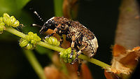 Platystomos albinus - Lateral Finally had a chance to shoot decent images of this beautiful weevil (sorry for the overload ;o)<br />
https://www.jungledragon.com/image/92995/platystomos_albinus_-_dorsal-ish.html<br />
https://www.jungledragon.com/image/92997/platystomos_albinus.html<br />
https://www.jungledragon.com/image/92998/platystomos_albinus_-_hair_tufts.html<br />
https://www.jungledragon.com/image/92999/platystomos_albinus_-_portrait.html Alerdinck,Anthribidae,Anthribinae,Anthribus albinus,Curculionoidea,Geotagged,Netherlands,Platystomos,Platystomos albinus,Weevil,nl: Grootkopsnuittor,nl: Witte boksnuitkever