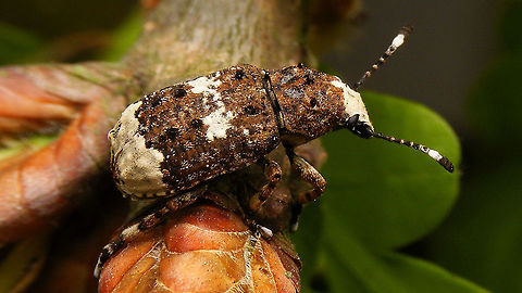 Platystomos albinus - Female Finally had a chance to shoot decent images of this beautiful weevil (sorry for the overload ;o)
https://www.jungledragon.com/image/92995/platystomos_albinus_-_dorsal-ish.html
https://www.jungledragon.com/image/92996/platystomos_albinus_-_lateral.html
https://www.jungledragon.com/image/92998/platystomos_albinus_-_hair_tufts.html
https://www.jungledragon.com/image/92999/platystomos_albinus_-_portrait.html Alerdinck,Anthribidae,Anthribinae,Anthribus albinus,Curculionoidea,Geotagged,Netherlands,Platystomos,Platystomos albinus,Weevil,nl: Grootkopsnuittor,nl: Witte boksnuitkever
