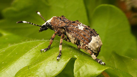Platystomos albinus - Hair tufts Finally had a chance to shoot decent images of this beautiful weevil (sorry for the overload ;o)
https://www.jungledragon.com/image/92995/platystomos_albinus_-_dorsal-ish.html
https://www.jungledragon.com/image/92996/platystomos_albinus_-_lateral.html
https://www.jungledragon.com/image/92997/platystomos_albinus.html
https://www.jungledragon.com/image/92999/platystomos_albinus_-_portrait.html Alerdinck,Anthribidae,Anthribinae,Anthribus albinus,Curculionoidea,Geotagged,Netherlands,Platystomos,Platystomos albinus,Weevil,nl: Grootkopsnuittor,nl: Witte boksnuitkever