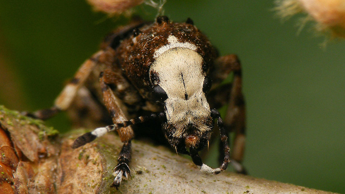 Platystomos albinus - Portrait Finally had a chance to shoot decent images of this beautiful weevil (sorry for the overload ;o)<br />
<figure class="photo"><a href="https://www.jungledragon.com/image/92995/platystomos_albinus_-_dorsal-ish.html" title="Platystomos albinus - Dorsal-ish"><img src="https://s3.amazonaws.com/media.jungledragon.com/images/3043/92995_thumb.jpg?AWSAccessKeyId=05GMT0V3GWVNE7GGM1R2&Expires=1759968010&Signature=UfY9jWcbLsOWSK96NOsznhHaD9c%3D" width="200" height="114" alt="Platystomos albinus - Dorsal-ish Finally had a chance to shoot decent images of this beautiful weevil (sorry for the overload ;o)<br />
https://www.jungledragon.com/image/92996/platystomos_albinus_-_lateral.html<br />
https://www.jungledragon.com/image/92997/platystomos_albinus.html<br />
https://www.jungledragon.com/image/92998/platystomos_albinus_-_hair_tufts.html<br />
https://www.jungledragon.com/image/92999/platystomos_albinus_-_portrait.html Alerdinck,Anthribidae,Anthribinae,Anthribus albinus,Curculionoidea,Geotagged,Netherlands,Platystomos,Platystomos albinus,Weevil,nl: Grootkopsnuittor,nl: Witte boksnuitkever" /></a></figure><br />
<figure class="photo"><a href="https://www.jungledragon.com/image/92996/platystomos_albinus_-_lateral.html" title="Platystomos albinus - Lateral"><img src="https://s3.amazonaws.com/media.jungledragon.com/images/3043/92996_thumb.jpg?AWSAccessKeyId=05GMT0V3GWVNE7GGM1R2&Expires=1759968010&Signature=%2F2rC1exizK52zBtWAKxNlJd317w%3D" width="200" height="114" alt="Platystomos albinus - Lateral Finally had a chance to shoot decent images of this beautiful weevil (sorry for the overload ;o)<br />
https://www.jungledragon.com/image/92995/platystomos_albinus_-_dorsal-ish.html<br />
https://www.jungledragon.com/image/92997/platystomos_albinus.html<br />
https://www.jungledragon.com/image/92998/platystomos_albinus_-_hair_tufts.html<br />
https://www.jungledragon.com/image/92999/platystomos_albinus_-_portrait.html Alerdinck,Anthribidae,Anthribinae,Anthribus albinus,Curculionoidea,Geotagged,Netherlands,Platystomos,Platystomos albinus,Weevil,nl: Grootkopsnuittor,nl: Witte boksnuitkever" /></a></figure><br />
<figure class="photo"><a href="https://www.jungledragon.com/image/92997/platystomos_albinus_-_female.html" title="Platystomos albinus - Female"><img src="https://s3.amazonaws.com/media.jungledragon.com/images/3043/92997_thumb.jpg?AWSAccessKeyId=05GMT0V3GWVNE7GGM1R2&Expires=1759968010&Signature=0XF0wIwA7EY4rnMO5k0I4FfoGf0%3D" width="200" height="114" alt="Platystomos albinus - Female Finally had a chance to shoot decent images of this beautiful weevil (sorry for the overload ;o)<br />
https://www.jungledragon.com/image/92995/platystomos_albinus_-_dorsal-ish.html<br />
https://www.jungledragon.com/image/92996/platystomos_albinus_-_lateral.html<br />
https://www.jungledragon.com/image/92998/platystomos_albinus_-_hair_tufts.html<br />
https://www.jungledragon.com/image/92999/platystomos_albinus_-_portrait.html Alerdinck,Anthribidae,Anthribinae,Anthribus albinus,Curculionoidea,Geotagged,Netherlands,Platystomos,Platystomos albinus,Weevil,nl: Grootkopsnuittor,nl: Witte boksnuitkever" /></a></figure><br />
<figure class="photo"><a href="https://www.jungledragon.com/image/92998/platystomos_albinus_-_hair_tufts.html" title="Platystomos albinus - Hair tufts"><img src="https://s3.amazonaws.com/media.jungledragon.com/images/3043/92998_thumb.jpg?AWSAccessKeyId=05GMT0V3GWVNE7GGM1R2&Expires=1759968010&Signature=SBvgQwWmTNIZNzj4D22%2BkP0pWu0%3D" width="200" height="114" alt="Platystomos albinus - Hair tufts Finally had a chance to shoot decent images of this beautiful weevil (sorry for the overload ;o)<br />
https://www.jungledragon.com/image/92995/platystomos_albinus_-_dorsal-ish.html<br />
https://www.jungledragon.com/image/92996/platystomos_albinus_-_lateral.html<br />
https://www.jungledragon.com/image/92997/platystomos_albinus.html<br />
https://www.jungledragon.com/image/92999/platystomos_albinus_-_portrait.html Alerdinck,Anthribidae,Anthribinae,Anthribus albinus,Curculionoidea,Geotagged,Netherlands,Platystomos,Platystomos albinus,Weevil,nl: Grootkopsnuittor,nl: Witte boksnuitkever" /></a></figure> Alerdinck,Anthribidae,Anthribinae,Anthribus albinus,Curculionoidea,Geotagged,Netherlands,Platystomos,Platystomos albinus,Weevil,nl: Grootkopsnuittor,nl: Witte boksnuitkever