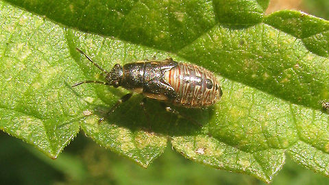 Heterogaster urticae - Nymph Rather old series (2009), mostly as a reminder to get better images this year.
Someone mentioned not having seen these for a while (years) and it made me think "hmmm, me neither" - or is it that I just didn't pay attention? Anyway, a very very common species, although a bit less so in the north of our country.
https://www.jungledragon.com/image/93209/heterogaster_urticae_-_adult_and_nymphs.html
https://www.jungledragon.com/image/93208/heterogaster_urticae_-_group_of_nymphs.html Geotagged,Heterogaster,Heterogaster urticae,Heterogastridae,Heterogastrinae,Lygaeidae,Lygaeoidea,Netherlands,Nymph,Pentatomorpha,nl: Netelringpoot