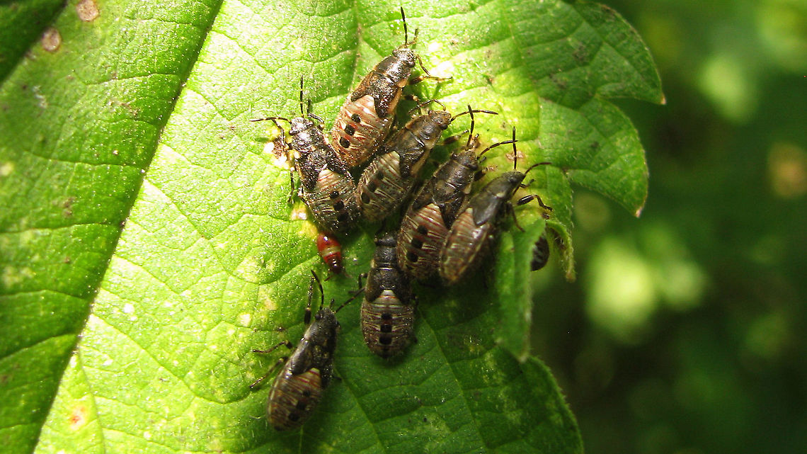 Heterogaster urticae - Group of nymphs (the little red one is something else - Scolopostethus maybe)<br />
Rather old series (2009), mostly as a reminder to get better images this year.<br />
Someone mentioned not having seen these for a while (years) and it made me think "hmmm, me neither" - or is it that I just didn't pay attention? Anyway, a very very common species, although a bit less so in the north of our country.<br />
<figure class="photo"><a href="https://www.jungledragon.com/image/93209/heterogaster_urticae_-_adult_and_nymphs.html" title="Heterogaster urticae - Adult and nymphs"><img src="https://s3.amazonaws.com/media.jungledragon.com/images/3043/93209_thumb.jpg?AWSAccessKeyId=05GMT0V3GWVNE7GGM1R2&Expires=1770854410&Signature=tEAcO1x312wzDPWrjGnJmPkIAss%3D" width="200" height="114" alt="Heterogaster urticae - Adult and nymphs Rather old series (2009), mostly as a reminder to get better images this year.<br />
Someone mentioned not having seen these for a while (years) and it made me think "hmmm, me neither" - or is it that I just didn't pay attention? Anyway, a very very common species, although a bit less so in the north of our country.<br />
https://www.jungledragon.com/image/93208/heterogaster_urticae_-_group_of_nymphs.html<br />
https://www.jungledragon.com/image/93207/heterogaster_urticae_-_nymph.html Geotagged,Heterogaster,Heterogaster urticae,Heterogastridae,Heterogastrinae,Lygaeidae,Lygaeoidea,Netherlands,Nymph,Pentatomorpha,nl: Netelringpoot" /></a></figure><br />
<figure class="photo"><a href="https://www.jungledragon.com/image/93207/heterogaster_urticae_-_nymph.html" title="Heterogaster urticae - Nymph"><img src="https://s3.amazonaws.com/media.jungledragon.com/images/3043/93207_thumb.jpg?AWSAccessKeyId=05GMT0V3GWVNE7GGM1R2&Expires=1770854410&Signature=am4E9GXqTJF1wNvougXg%2FyELB20%3D" width="200" height="114" alt="Heterogaster urticae - Nymph Rather old series (2009), mostly as a reminder to get better images this year.<br />
Someone mentioned not having seen these for a while (years) and it made me think "hmmm, me neither" - or is it that I just didn't pay attention? Anyway, a very very common species, although a bit less so in the north of our country.<br />
https://www.jungledragon.com/image/93209/heterogaster_urticae_-_adult_and_nymphs.html<br />
https://www.jungledragon.com/image/93208/heterogaster_urticae_-_group_of_nymphs.html Geotagged,Heterogaster,Heterogaster urticae,Heterogastridae,Heterogastrinae,Lygaeidae,Lygaeoidea,Netherlands,Nymph,Pentatomorpha,nl: Netelringpoot" /></a></figure><br />
 Geotagged,Heterogaster,Heterogaster urticae,Heterogastridae,Heterogastrinae,Lygaeidae,Lygaeoidea,Netherlands,Nymph,Pentatomorpha,nl: Netelringpoot