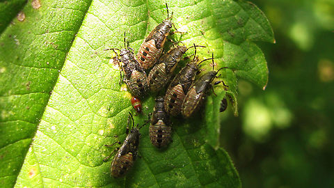 Heterogaster urticae - Group of nymphs (the little red one is something else - Scolopostethus maybe)
Rather old series (2009), mostly as a reminder to get better images this year.
Someone mentioned not having seen these for a while (years) and it made me think "hmmm, me neither" - or is it that I just didn't pay attention? Anyway, a very very common species, although a bit less so in the north of our country.
https://www.jungledragon.com/image/93209/heterogaster_urticae_-_adult_and_nymphs.html
https://www.jungledragon.com/image/93207/heterogaster_urticae_-_nymph.html
Geotagged,Heterogaster,Heterogaster urticae,Heterogastridae,Heterogastrinae,Lygaeidae,Lygaeoidea,Netherlands,Nymph,Pentatomorpha,nl: Netelringpoot