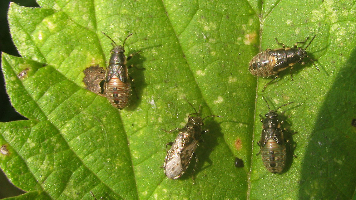 Heterogaster urticae - Adult and nymphs Rather old series (2009), mostly as a reminder to get better images this year.<br />
Someone mentioned not having seen these for a while (years) and it made me think &quot;hmmm, me neither&quot; - or is it that I just didn&#039;t pay attention? Anyway, a very very common species, although a bit less so in the north of our country.<br />
<figure class="photo"><a href="https://www.jungledragon.com/image/93208/heterogaster_urticae_-_group_of_nymphs.html" title="Heterogaster urticae - Group of nymphs"><img src="https://s3.amazonaws.com/media.jungledragon.com/images/3043/93208_thumb.jpg?AWSAccessKeyId=05GMT0V3GWVNE7GGM1R2&Expires=1759968010&Signature=T5qz%2BNQXYb3RpIEVi7L3dD1dTIk%3D" width="200" height="114" alt="Heterogaster urticae - Group of nymphs (the little red one is something else - Scolopostethus maybe)<br />
Rather old series (2009), mostly as a reminder to get better images this year.<br />
Someone mentioned not having seen these for a while (years) and it made me think &quot;hmmm, me neither&quot; - or is it that I just didn&#039;t pay attention? Anyway, a very very common species, although a bit less so in the north of our country.<br />
https://www.jungledragon.com/image/93209/heterogaster_urticae_-_adult_and_nymphs.html<br />
https://www.jungledragon.com/image/93207/heterogaster_urticae_-_nymph.html<br />
 Geotagged,Heterogaster,Heterogaster urticae,Heterogastridae,Heterogastrinae,Lygaeidae,Lygaeoidea,Netherlands,Nymph,Pentatomorpha,nl: Netelringpoot" /></a></figure><br />
<figure class="photo"><a href="https://www.jungledragon.com/image/93207/heterogaster_urticae_-_nymph.html" title="Heterogaster urticae - Nymph"><img src="https://s3.amazonaws.com/media.jungledragon.com/images/3043/93207_thumb.jpg?AWSAccessKeyId=05GMT0V3GWVNE7GGM1R2&Expires=1759968010&Signature=4h%2BQJwL%2BLj8ow4KuRVJxqnNWoyg%3D" width="200" height="114" alt="Heterogaster urticae - Nymph Rather old series (2009), mostly as a reminder to get better images this year.<br />
Someone mentioned not having seen these for a while (years) and it made me think &quot;hmmm, me neither&quot; - or is it that I just didn&#039;t pay attention? Anyway, a very very common species, although a bit less so in the north of our country.<br />
https://www.jungledragon.com/image/93209/heterogaster_urticae_-_adult_and_nymphs.html<br />
https://www.jungledragon.com/image/93208/heterogaster_urticae_-_group_of_nymphs.html Geotagged,Heterogaster,Heterogaster urticae,Heterogastridae,Heterogastrinae,Lygaeidae,Lygaeoidea,Netherlands,Nymph,Pentatomorpha,nl: Netelringpoot" /></a></figure> Geotagged,Heterogaster,Heterogaster urticae,Heterogastridae,Heterogastrinae,Lygaeidae,Lygaeoidea,Netherlands,Nymph,Pentatomorpha,nl: Netelringpoot