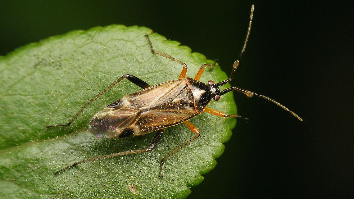 Harpocera thoracica - Male On average the males are much darker (blackish) than the females, but dark females also occur:<br />
<figure class="photo"><a href="https://www.jungledragon.com/image/79381/harpocera_thoracica_-_dark_female.html" title="Harpocera thoracica - Dark female"><img src="https://s3.amazonaws.com/media.jungledragon.com/images/3043/79381_thumb.jpg?AWSAccessKeyId=05GMT0V3GWVNE7GGM1R2&Expires=1770854410&Signature=YLi%2Bmvup7g03WtltZszTXohECTE%3D" width="200" height="114" alt="Harpocera thoracica - Dark female On average the males are much darker (blackish) than the females, but dark females also occur. The male is more slender and has conspicuously inflated ends of the second antenna segment:<br />
https://www.jungledragon.com/image/93236/harpocera_thoracica_-_male.html Harpocera,Harpocera thoracica,Jane's garden,Miridae,Phylinae,Phylini,nl: Voorjaarseikenblindwants" /></a></figure><br />
The male is more slender and has conspicuously inflated ends of the second antenna segment. Harpocera,Harpocera thoracica,Jane's garden,Miridae,Phylinae,Phylini,nl: Voorjaarseikenblindwants