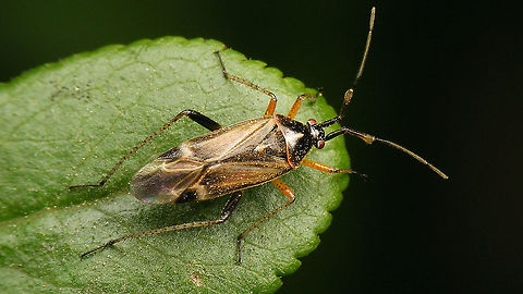 Harpocera thoracica - Male On average the males are much darker (blackish) than the females, but dark females also occur:
https://www.jungledragon.com/image/79381/harpocera_thoracica_-_dark_female.html
The male is more slender and has conspicuously inflated ends of the second antenna segment. Harpocera,Harpocera thoracica,Jane's garden,Miridae,Phylinae,Phylini,nl: Voorjaarseikenblindwants