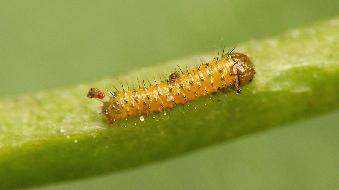Anthocharis cardamines - Caterpillar 1 day First instar caterpillar, one day after hatching. Anthocharis,Anthocharis cardamines,Caterpillar,Jane's garden,Orange tip,Pieridae,nl: Oranjetipje
