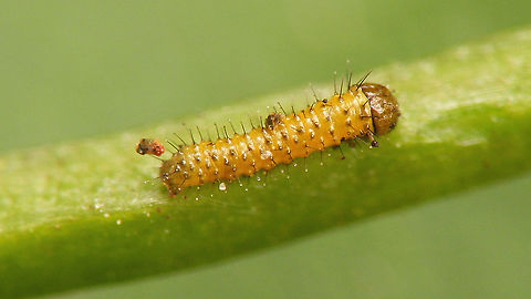 Anthocharis cardamines - Caterpillar 1 day First instar caterpillar, one day after hatching. Anthocharis,Anthocharis cardamines,Caterpillar,Jane's garden,Orange tip,Pieridae,nl: Oranjetipje