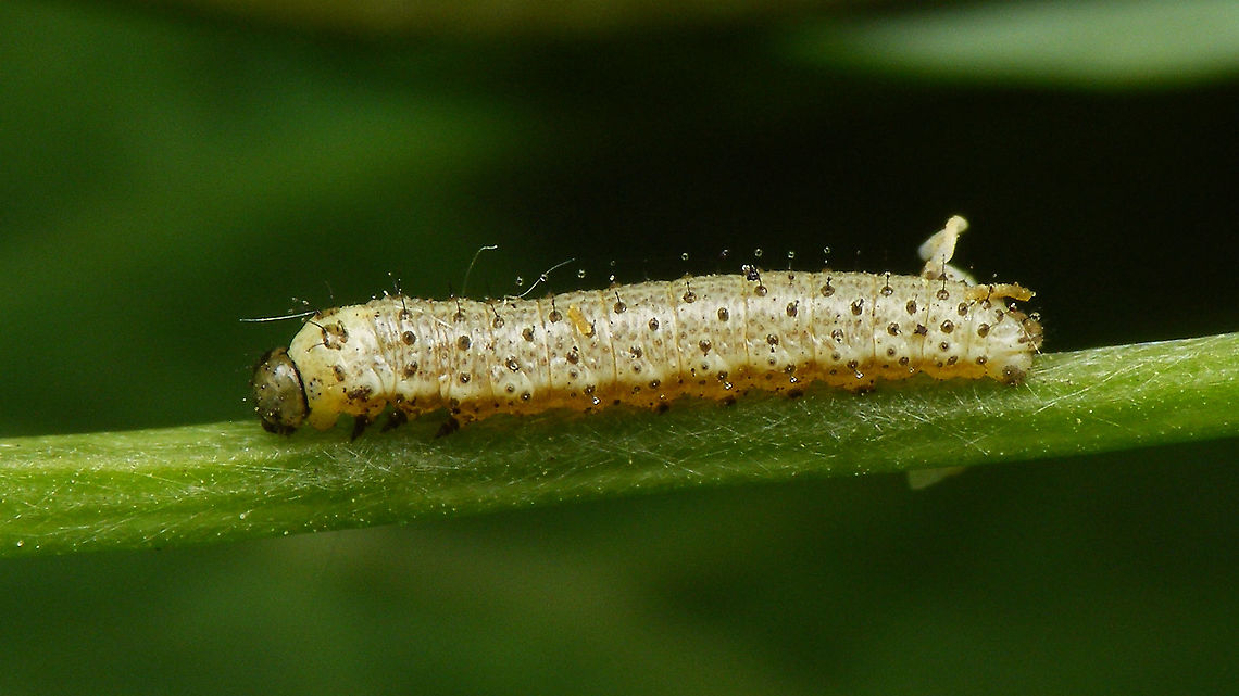 Anthocharis cardamines - Caterpillar 9 days  Anthocharis,Anthocharis cardamines,Caterpillar,Jane's garden,Orange tip,Pieridae,nl: Oranjetipje