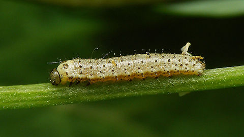 Anthocharis cardamines - Caterpillar 9 days  Anthocharis,Anthocharis cardamines,Caterpillar,Jane's garden,Orange tip,Pieridae,nl: Oranjetipje