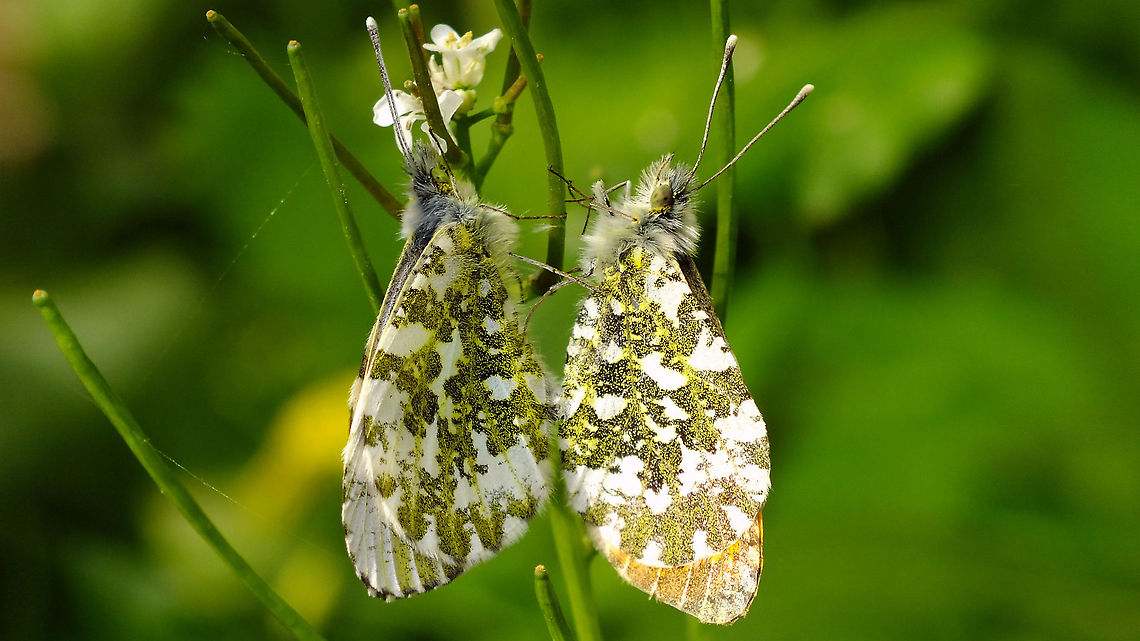 Anthocharis cardamines - Copula  Alliaria petiolata,Anthocharis,Anthocharis cardamines,Jane's garden,Orange tip,Pieridae,copulation,nl: Oranjetipje