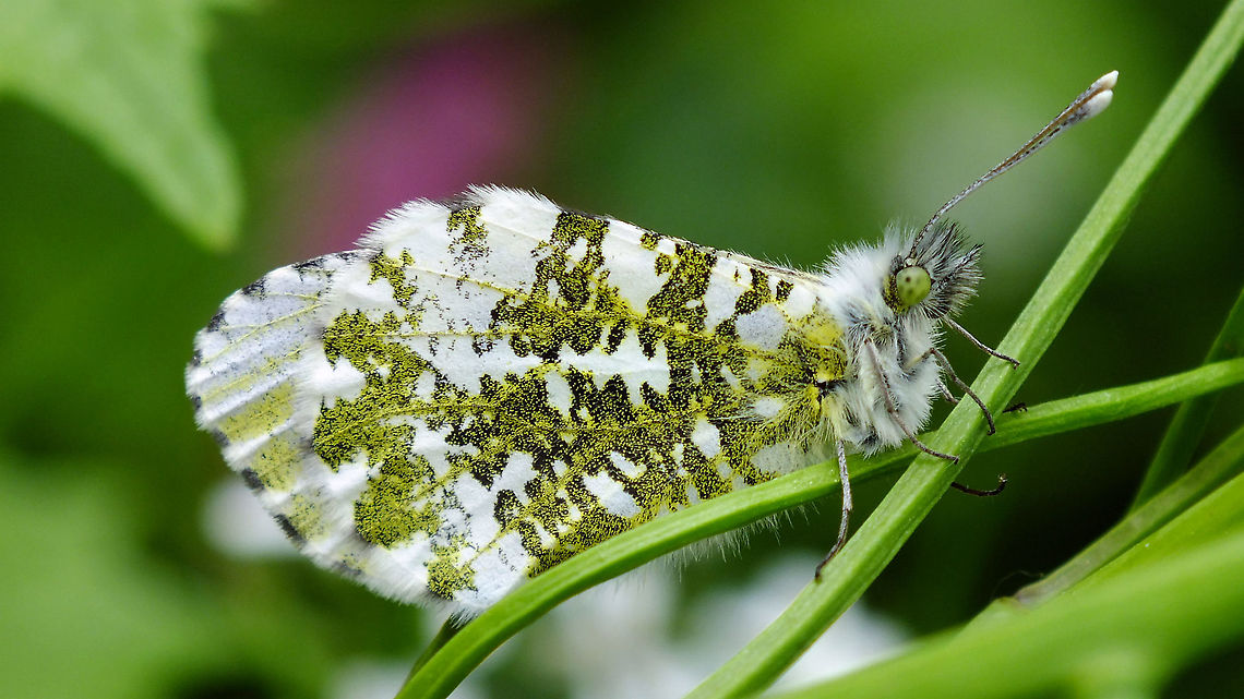 Anthocharis cardamines - Female A "me too" upload as I didn't have any images of adults here yet ... Anthocharis,Anthocharis cardamines,Jane's garden,Orange tip,Pieridae,nl: Oranjetipje