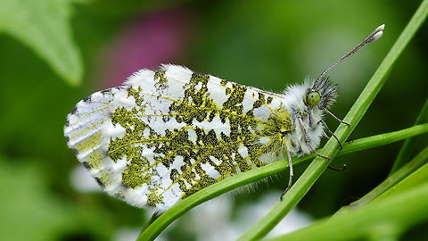 Anthocharis cardamines - Female A "me too" upload as I didn't have any images of adults here yet ... Anthocharis,Anthocharis cardamines,Jane's garden,Orange tip,Pieridae,nl: Oranjetipje