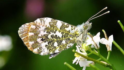Anthocharis cardamines - Male A "me too" upload as I didn't have any images of adults here yet ... Alliaria petiolata,Anthocharis,Anthocharis cardamines,Jane's garden,Orange tip,Pieridae,nl: Oranjetipje