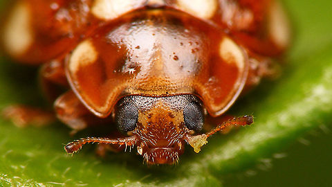 Calvia quatuordecimguttata - Mugshot Full view of same beetle:
https://www.jungledragon.com/image/93612/calvia_quatuordecimguttata.html Calvia,Calvia quatuordecimguttata,Coccinellidae,Coccinellinae,Coleoptera,Cream-spot Ladybird,Cream-spot ladybird,Jane's garden,Ladybird,compound eyes,nl: Roomvleklieveheersbeestje