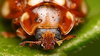 Calvia quatuordecimguttata - Mugshot Full view of same beetle:<br />
https://www.jungledragon.com/image/93612/calvia_quatuordecimguttata.html Calvia,Calvia quatuordecimguttata,Coccinellidae,Coccinellinae,Coleoptera,Cream-spot Ladybird,Cream-spot ladybird,Jane's garden,Ladybird,compound eyes,nl: Roomvleklieveheersbeestje