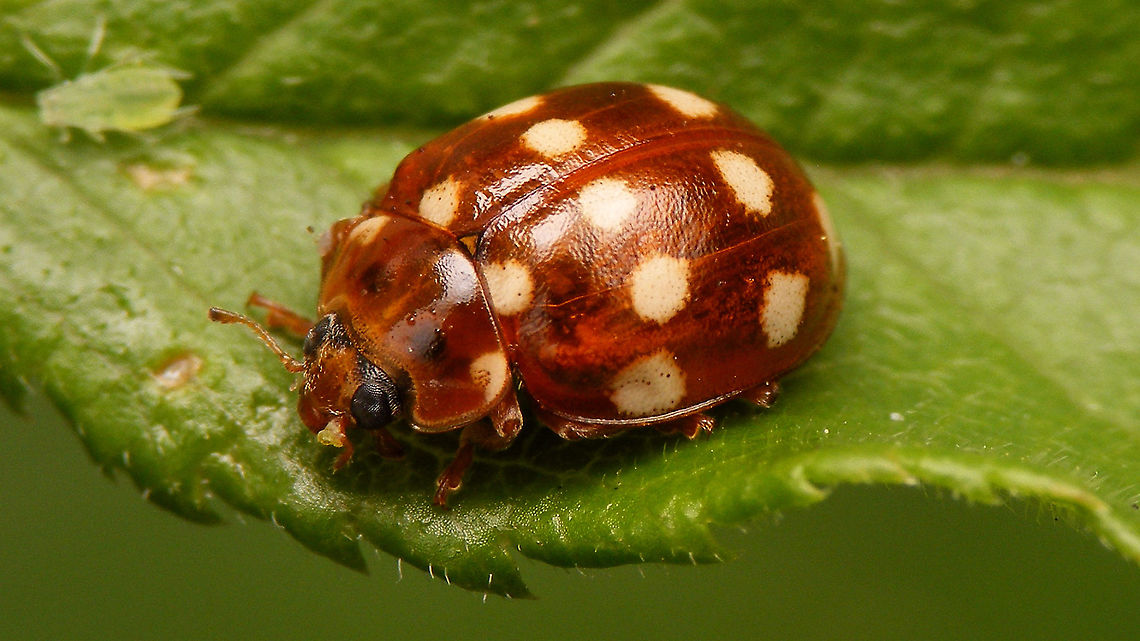 Calvia quatuordecimguttata Mugshot of same beetle:<br />
<figure class="photo"><a href="https://www.jungledragon.com/image/93611/calvia_quatuordecimguttata_-_mugshot.html" title="Calvia quatuordecimguttata - Mugshot"><img src="https://s3.amazonaws.com/media.jungledragon.com/images/3043/93611_thumb.jpg?AWSAccessKeyId=05GMT0V3GWVNE7GGM1R2&Expires=1767225610&Signature=b86RUdbjNs6F0IPDU6NE4z%2FWxaM%3D" width="200" height="114" alt="Calvia quatuordecimguttata - Mugshot Full view of same beetle:<br />
https://www.jungledragon.com/image/93612/calvia_quatuordecimguttata.html Calvia,Calvia quatuordecimguttata,Coccinellidae,Coccinellinae,Coleoptera,Cream-spot Ladybird,Cream-spot ladybird,Jane&#039;s garden,Ladybird,compound eyes,nl: Roomvleklieveheersbeestje" /></a></figure> Calvia,Calvia quatuordecimguttata,Coccinellidae,Coccinellinae,Coleoptera,Cream-spot Ladybird,Cream-spot ladybird,Jane's garden,Ladybird,nl: Roomvleklieveheersbeestje