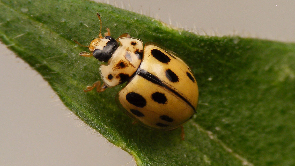 Propylea quatuordecimpunctata - Spots missing The two spots along the suture at the rear reduced to the point of missing entirely.<br />
Compare to this one, where these are reduced but still present:<br />
<figure class="photo"><a href="https://www.jungledragon.com/image/54425/propylea_quatuordecimpunctata_-_pale.html" title="Propylea quatuordecimpunctata - Pale"><img src="https://s3.amazonaws.com/media.jungledragon.com/images/3043/54425_thumb.jpg?AWSAccessKeyId=05GMT0V3GWVNE7GGM1R2&Expires=1759968010&Signature=QyNOgPqqJNrT0Hq8rcL0eyTBcrc%3D" width="200" height="114" alt="Propylea quatuordecimpunctata - Pale Somewhat more pale-ish form of the 14-Spot Ladybird (Propylea quatuordecimpunctata) Coccinellidae,Coccinellinae,Coleoptera,Fourteen-spot Ladybird,Ladybird,Propylea,Propylea quatuordecimpunctata,nl: Schaakbordlieveheersbeestje" /></a></figure>  Coccinellidae,Coccinellinae,Coleoptera,Fourteen-spot Ladybird,Jane's garden,Ladybird,Propylea,Propylea quatuordecimpunctata,nl: Schaakbordlieveheersbeestje