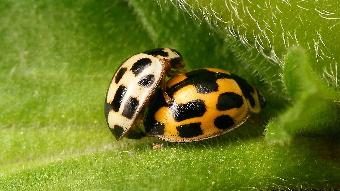 Propylea quatuordecimpunctata - Copula  Coccinellidae,Coccinellinae,Coleoptera,Fourteen-spot Ladybird,Jane's garden,Ladybird,Propylea,Propylea quatuordecimpunctata,copulation,nl: Schaakbordlieveheersbeestje