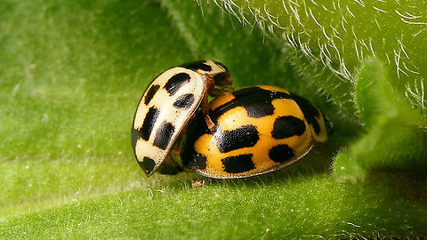 Propylea quatuordecimpunctata - Copula  Coccinellidae,Coccinellinae,Coleoptera,Fourteen-spot Ladybird,Jane's garden,Ladybird,Propylea,Propylea quatuordecimpunctata,copulation,nl: Schaakbordlieveheersbeestje