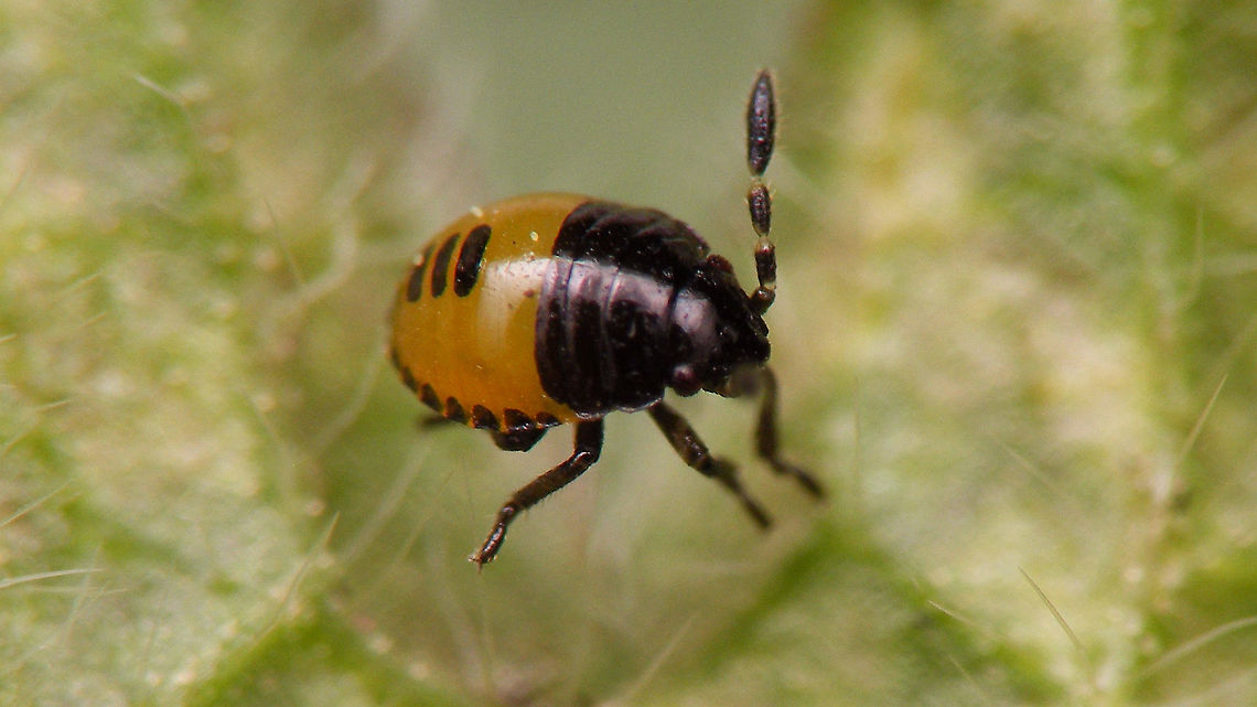 Tritomegas bicolor - 1st stadium nymph, 1.1mm Found a handful of these today, that must be no more than one or two days old.<br />
At ~1.1mm I bodged the whole series of close-ups with my ever re-occurring &quot;zooming disease&quot; *rolleyes*<br />
In situ, these will mostly hide in the &quot;arm pit&quot; of the leaves on their host plant (Dead Nettles):<br />
<figure class="photo"><a href="https://www.jungledragon.com/image/93755/tritomegas_bicolor_-_l1_looking_for_shelter.html" title="Tritomegas bicolor - L1 looking for shelter"><img src="https://s3.amazonaws.com/media.jungledragon.com/images/3043/93755_thumb.jpg?AWSAccessKeyId=05GMT0V3GWVNE7GGM1R2&Expires=1759968010&Signature=ea8kYJ8TVw%2F4IBClyn6%2FcGXGuUc%3D" width="200" height="114" alt="Tritomegas bicolor - L1 looking for shelter See with this image for more info:<br />
https://www.jungledragon.com/image/93754/tritomegas_bicolor_-_1st_stadium_nymph_1.1mm.html Cydnidae,Heteroptera,Jane&#039;s garden,Nymph,Pentatomoidea,Pentatomorpha,Pied shield bug,Tritomegas,Tritomegas bicolor,nl: Dovenetelgraafwants" /></a></figure><br />
more often than not, only showing you their (stunningly patterned) gluteus maximus<br />
<figure class="photo"><a href="https://www.jungledragon.com/image/93756/tritomegas_bicolor_-_l1_mooning_me.html" title="Tritomegas bicolor - L1 mooning me"><img src="https://s3.amazonaws.com/media.jungledragon.com/images/3043/93756_thumb.jpg?AWSAccessKeyId=05GMT0V3GWVNE7GGM1R2&Expires=1759968010&Signature=nEvrHsVsS8PEe5z3J1S8yqA5wmY%3D" width="200" height="114" alt="Tritomegas bicolor - L1 mooning me See with this image for more info:<br />
https://www.jungledragon.com/image/93754/tritomegas_bicolor_-_1st_stadium_nymph_1.1mm.html Cydnidae,Heteroptera,Jane&#039;s garden,Nymph,Pentatomoidea,Pentatomorpha,Pied shield bug,Tritomegas,Tritomegas bicolor,nl: Dovenetelgraafwants" /></a></figure> Cydnidae,Heteroptera,Jane's garden,Nymph,Pentatomoidea,Pentatomorpha,Pied shield bug,Tritomegas,Tritomegas bicolor,nl: Dovenetelgraafwants