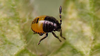 Tritomegas bicolor - 1st stadium nymph, 1.1mm Found a handful of these today, that must be no more than one or two days old.<br />
At ~1.1mm I bodged the whole series of close-ups with my ever re-occurring "zooming disease" *rolleyes*<br />
In situ, these will mostly hide in the "arm pit" of the leaves on their host plant (Dead Nettles):<br />
https://www.jungledragon.com/image/93755/dscf9621_hd.html<br />
more often than not, only showing you their (stunningly patterned) gluteus maximus<br />
https://www.jungledragon.com/image/93756/dscf9624_hd.html Cydnidae,Heteroptera,Jane's garden,Nymph,Pentatomoidea,Pentatomorpha,Pied shield bug,Tritomegas,Tritomegas bicolor,nl: Dovenetelgraafwants