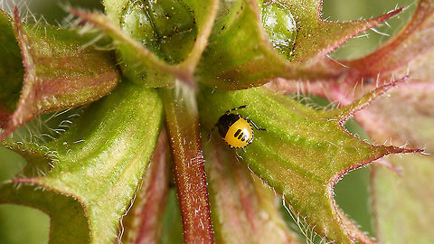 Tritomegas bicolor - L1 looking for shelter See with this image for more info:
https://www.jungledragon.com/image/93754/tritomegas_bicolor_-_1st_stadium_nymph_1.1mm.html Cydnidae,Heteroptera,Jane's garden,Nymph,Pentatomoidea,Pentatomorpha,Pied shield bug,Tritomegas,Tritomegas bicolor,nl: Dovenetelgraafwants