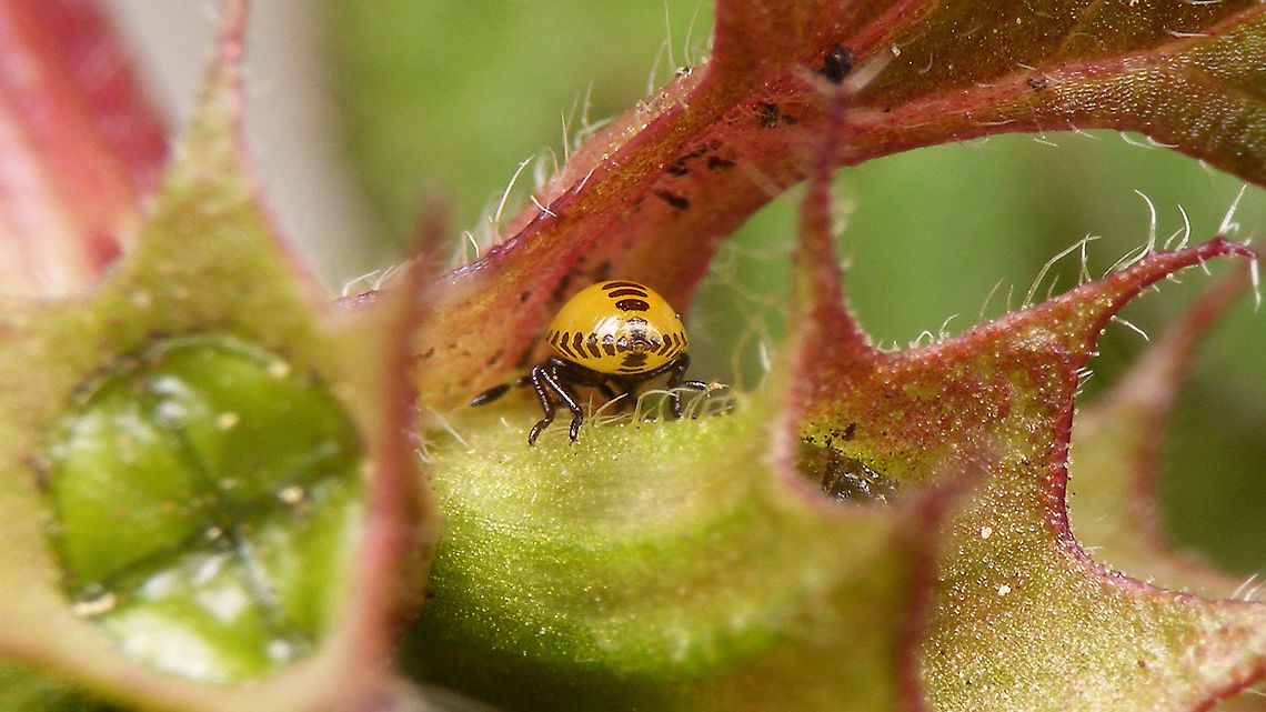 Tritomegas bicolor - L1 mooning me See with this image for more info:<br />
<figure class="photo"><a href="https://www.jungledragon.com/image/93754/tritomegas_bicolor_-_1st_stadium_nymph_1.1mm.html" title="Tritomegas bicolor - 1st stadium nymph, 1.1mm"><img src="https://s3.amazonaws.com/media.jungledragon.com/images/3043/93754_thumb.jpg?AWSAccessKeyId=05GMT0V3GWVNE7GGM1R2&Expires=1769040010&Signature=Z6zDNcJm%2BNZnIaNNUbWJOPz5KDU%3D" width="200" height="114" alt="Tritomegas bicolor - 1st stadium nymph, 1.1mm Found a handful of these today, that must be no more than one or two days old.<br />
At ~1.1mm I bodged the whole series of close-ups with my ever re-occurring "zooming disease" *rolleyes*<br />
In situ, these will mostly hide in the "arm pit" of the leaves on their host plant (Dead Nettles):<br />
https://www.jungledragon.com/image/93755/dscf9621_hd.html<br />
more often than not, only showing you their (stunningly patterned) gluteus maximus<br />
https://www.jungledragon.com/image/93756/dscf9624_hd.html Cydnidae,Heteroptera,Jane's garden,Nymph,Pentatomoidea,Pentatomorpha,Pied shield bug,Tritomegas,Tritomegas bicolor,nl: Dovenetelgraafwants" /></a></figure> Cydnidae,Heteroptera,Jane's garden,Nymph,Pentatomoidea,Pentatomorpha,Pied shield bug,Tritomegas,Tritomegas bicolor,nl: Dovenetelgraafwants