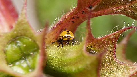 Tritomegas bicolor - L1 mooning me See with this image for more info:
https://www.jungledragon.com/image/93754/tritomegas_bicolor_-_1st_stadium_nymph_1.1mm.html Cydnidae,Heteroptera,Jane's garden,Nymph,Pentatomoidea,Pentatomorpha,Pied shield bug,Tritomegas,Tritomegas bicolor,nl: Dovenetelgraafwants
