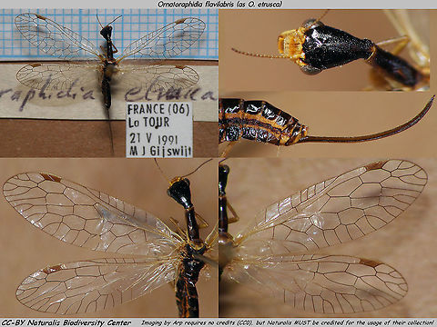 Ornatoraphidia flavilabris (as Raphidia etrusca) - CC-BY Collectie Naturalis Uploading this one to link elsewhere for reference.
My work needs no credits (as usual: PD/CC0) but Naturalis Biodiversity Center (Leiden, Netherlands) must be credited for the use of their collection. 
IMPORTANT NOTE: This image is tagged as "Netherlands" according to JD policy but the specimen is from FRANCE.
This species DOES NOT OCCUR IN THE NETHERLANDS!! Naturalis Biodiversity Center,Ornatoraphidia,Ornatoraphidia flavilabris,Raphidia etrusca,Raphidiidae,Raphidioptera,Snakefly