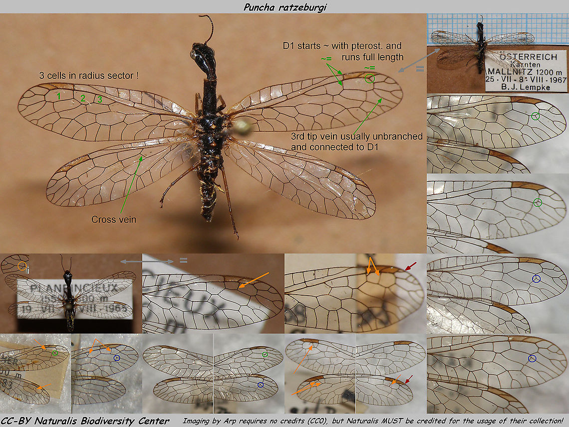Puncha ratzeburgi w aberrations - CC-BY collection Naturalis Already have this image on Wikimedia Commons, but might as well have a version here too.<br />
My work needs no credits (as usual: PD/CC0) but Naturalis Biodiversity Center (Leiden, Netherlands) must be credited for the use of their collection.<br />
IMPORTANT NOTE: This image is tagged as &quot;Netherlands&quot; according to JD policy but all the specimen depicted are from other countries.<br />
This species DOES NOT OCCUR IN THE NETHERLANDS!! <br />
<br />
Some explanation:<br />
Green: Standard factory issue<br />
Blue: Minor aberrations from standard pattern<br />
Orange: More conspicuous aberrations, that occur regularly nevertheless<br />
Red: Aberration that could cause confusion or even misidentification<br />
Gray arrow: Points to detail of same animal Naturalis Biodiversity Center,Puncha,Puncha ratzeburgi,Raphidiidae,Raphidioptera,Raphidioptera ID help,Snakefly