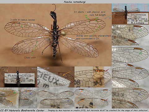 Puncha ratzeburgi w aberrations - CC-BY collection Naturalis Already have this image on Wikimedia Commons, but might as well have a version here too.
My work needs no credits (as usual: PD/CC0) but Naturalis Biodiversity Center (Leiden, Netherlands) must be credited for the use of their collection.
IMPORTANT NOTE: This image is tagged as "Netherlands" according to JD policy but all the specimen depicted are from other countries.
This species DOES NOT OCCUR IN THE NETHERLANDS!! 

Some explanation:
Green: Standard factory issue
Blue: Minor aberrations from standard pattern
Orange: More conspicuous aberrations, that occur regularly nevertheless
Red: Aberration that could cause confusion or even misidentification
Gray arrow: Points to detail of same animal Naturalis Biodiversity Center,Puncha,Puncha ratzeburgi,Raphidiidae,Raphidioptera,Raphidioptera ID help,Snakefly