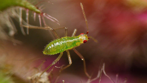 Dicyphus errans - Mid instar nymph ID is a tad tentative, but I'm quite sure it should be okay. This is a 2mm Dicyphus nymph on Silene dioica invested with Aphids. It doesn't look at all like the usual nymphs of Dicyphus globulifer on Silene dioica and the colour pattern on head and antennae fits nicely with the documenten 5th instar nymphs of D. errans.
Here is a detail of the head:
https://www.jungledragon.com/image/94032/dicyphus_errans_-_nymph_detail_of_head.html  Bryocorinae,Dicyphini,Dicyphus,Dicyphus errans,Heteroptera,Jane's garden,Miridae,Netherlands,Nymph,nl: Zwervende bochelwants