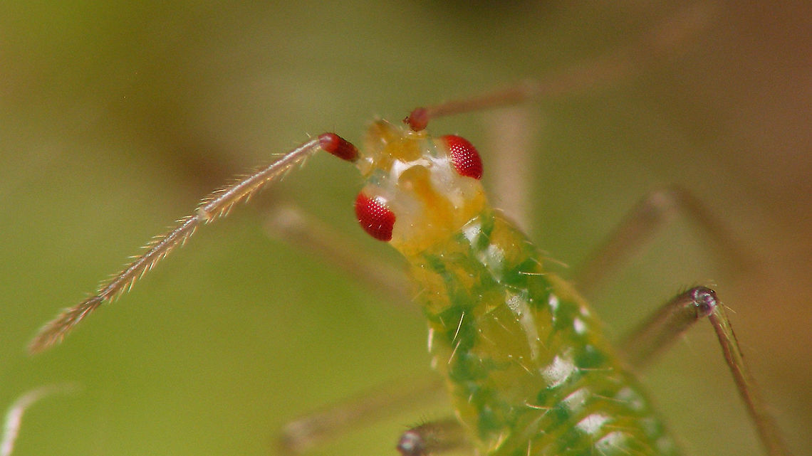 Dicyphus errans - Nymph, detail of head Some notes with this full view of the same critter:<br />
<figure class="photo"><a href="https://www.jungledragon.com/image/94031/dicyphus_errans_-_mid_instar_nymph.html" title="Dicyphus errans - Mid instar nymph"><img src="https://s3.amazonaws.com/media.jungledragon.com/images/3043/94031_thumb.jpg?AWSAccessKeyId=05GMT0V3GWVNE7GGM1R2&Expires=1767225610&Signature=IGpF6XugUlespIvoAN%2FiRuIa9FE%3D" width="200" height="114" alt="Dicyphus errans - Mid instar nymph ID is a tad tentative, but I&#039;m quite sure it should be okay. This is a 2mm Dicyphus nymph on Silene dioica invested with Aphids. It doesn&#039;t look at all like the usual nymphs of Dicyphus globulifer on Silene dioica and the colour pattern on head and antennae fits nicely with the documenten 5th instar nymphs of D. errans.<br />
Here is a detail of the head:<br />
https://www.jungledragon.com/image/94032/dicyphus_errans_-_nymph_detail_of_head.html  Bryocorinae,Dicyphini,Dicyphus,Dicyphus errans,Heteroptera,Jane&#039;s garden,Miridae,Netherlands,Nymph,nl: Zwervende bochelwants" /></a></figure> Bryocorinae,Dicyphini,Dicyphus,Dicyphus errans,Heteroptera,Jane's garden,Miridae,Netherlands,Nymph,nl: Zwervende bochelwants