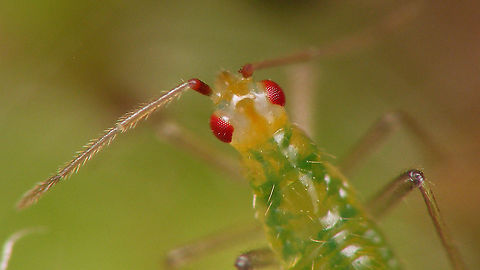 Dicyphus errans - Nymph, detail of head Some notes with this full view of the same critter:
https://www.jungledragon.com/image/94031/dicyphus_errans_-_mid_instar_nymph.html Bryocorinae,Dicyphini,Dicyphus,Dicyphus errans,Heteroptera,Jane's garden,Miridae,Netherlands,Nymph,nl: Zwervende bochelwants