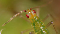 Dicyphus errans - Nymph, detail of head Some notes with this full view of the same critter:<br />
https://www.jungledragon.com/image/94031/dicyphus_errans_-_mid_instar_nymph.html Bryocorinae,Dicyphini,Dicyphus,Dicyphus errans,Heteroptera,Jane's garden,Miridae,Netherlands,Nymph,nl: Zwervende bochelwants