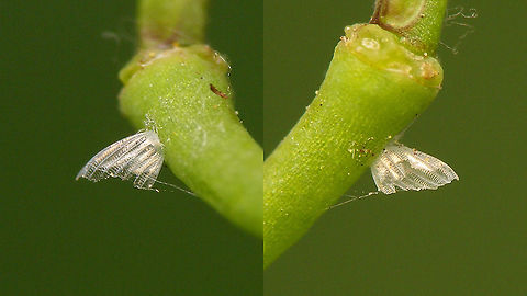 Anthocharis cardamines - Empty egg shell  Anthocharis,Anthocharis cardamines,Eggs,Jane's garden,Orange tip,Pieridae,nl: Oranjetipje