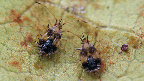 Stephanitis oberti - L5 Two 5th stadium nymphs Heteroptera,Lacebug,Netherlands,Nymph,Stephanitis,Stephanitis oberti,Tingidae,nl: Vossenbesnetwants