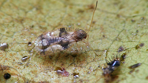 Stephanitis oberti  Heteroptera,Lacebug,Netherlands,Stephanitis,Stephanitis oberti,Tingidae,nl: Vossenbesnetwants