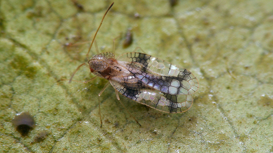 Stephanitis oberti  Heteroptera,Lacebug,Netherlands,Stephanitis,Stephanitis oberti,Tingidae,nl: Vossenbesnetwants