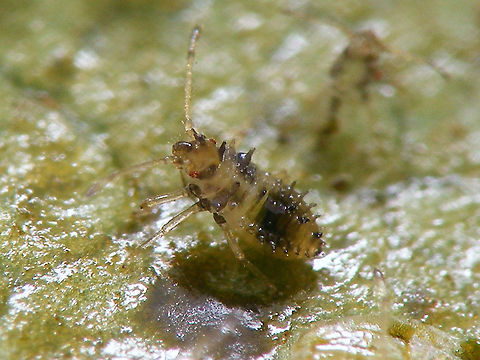 Stephanitis oberti - L3 3rd stadium nymph Heteroptera,Lacebug,Netherlands,Nymph,Stephanitis,Stephanitis oberti,Tingidae,nl: Vossenbesnetwants