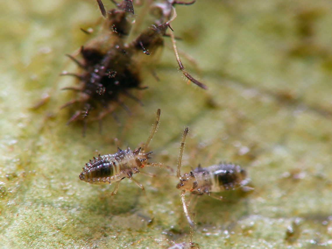 Stephanitis oberti - Nymphs Two 3rd stadium Nymphs with a skin of a 5th stadium in the background Heteroptera,Lacebug,Netherlands,Nymph,Stephanitis,Stephanitis oberti,Tingidae,nl: Vossenbesnetwants