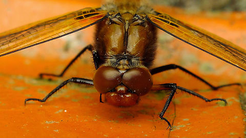 Libellula fulva - Portrait Full view of same lady here:
https://www.jungledragon.com/image/94549/libellula_fulva_-_female.html Alerdinck,Anisoptera,Geotagged,Libellula,Libellula fulva,Libellulidae,Libelluloidea,Netherlands,Odonata,Scarce chaser,compound eyes,nl: Bruine korenbout