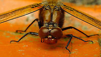 Libellula fulva - Portrait Full view of same lady here:<br />
https://www.jungledragon.com/image/94549/libellula_fulva_-_female.html Alerdinck,Anisoptera,Geotagged,Libellula,Libellula fulva,Libellulidae,Libelluloidea,Netherlands,Odonata,Scarce chaser,compound eyes,nl: Bruine korenbout