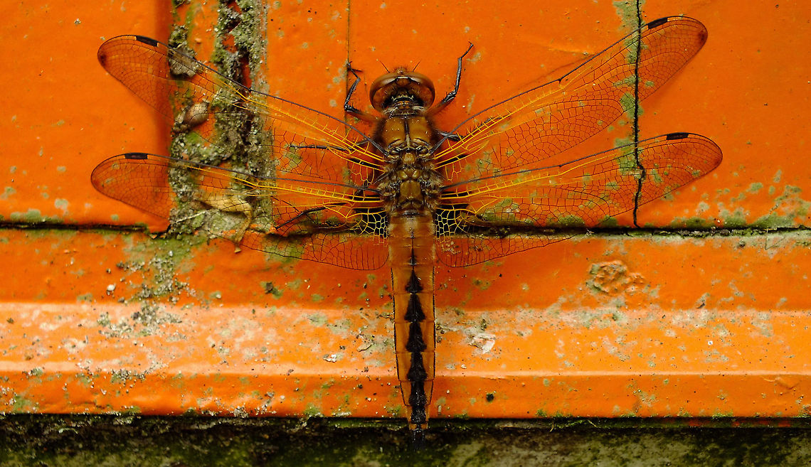 Libellula fulva - Female Yesterday on the door of the workshop - just adding the species for Den Alerdinck<br />
Portrait here:<br />
<figure class="photo"><a href="https://www.jungledragon.com/image/94548/libellula_fulva_-_portrait.html" title="Libellula fulva - Portrait"><img src="https://s3.amazonaws.com/media.jungledragon.com/images/3043/94548_thumb.jpg?AWSAccessKeyId=05GMT0V3GWVNE7GGM1R2&Expires=1767225610&Signature=F2YHrs3ZniFZfW438HvKju8qFQ0%3D" width="200" height="114" alt="Libellula fulva - Portrait Full view of same lady here:<br />
https://www.jungledragon.com/image/94549/libellula_fulva_-_female.html Alerdinck,Anisoptera,Geotagged,Libellula,Libellula fulva,Libellulidae,Libelluloidea,Netherlands,Odonata,Scarce chaser,compound eyes,nl: Bruine korenbout" /></a></figure> Alerdinck,Anisoptera,Geotagged,Libellula,Libellula fulva,Libellulidae,Libelluloidea,Netherlands,Odonata,Scarce chaser,nl: Bruine korenbout