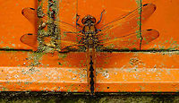 Libellula fulva - Female Yesterday on the door of the workshop - just adding the species for Den Alerdinck<br />
Portrait here:<br />
https://www.jungledragon.com/image/94548/libellula_fulva_-_portrait.html Alerdinck,Anisoptera,Geotagged,Libellula,Libellula fulva,Libellulidae,Libelluloidea,Netherlands,Odonata,Scarce chaser,nl: Bruine korenbout