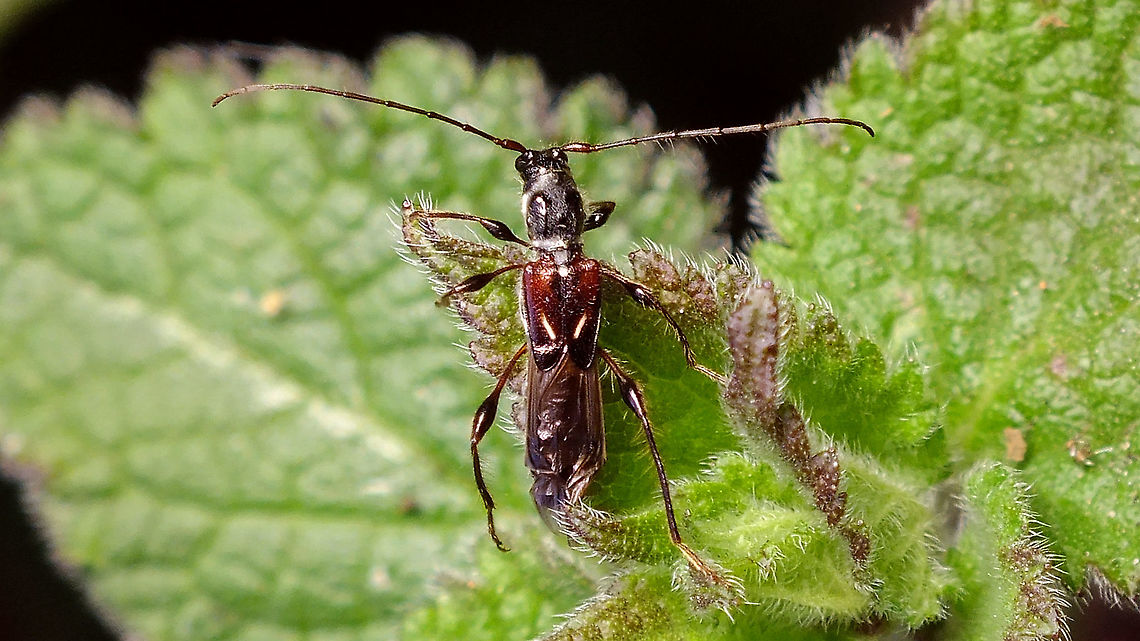 Molorchus minor A longhorn that I don&#039;s see often - quite conspicuous in appearance due to its short elytra and balloon-like femora :o)  Cerambycinae,Jane's garden,Molorchus,Molorchus minor,cerambycidae,nl: Naald-kortschildboktor