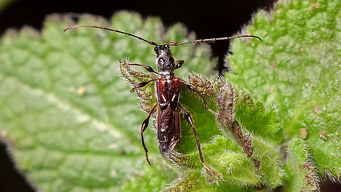 Molorchus minor A longhorn that I don's see often - quite conspicuous in appearance due to its short elytra and balloon-like femora :o)  Cerambycinae,Jane's garden,Molorchus,Molorchus minor,cerambycidae,nl: Naald-kortschildboktor