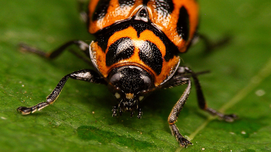 Cryptocephalus sexpunctatus - Portrait Full view here:<br />
<figure class="photo"><a href="https://www.jungledragon.com/image/94663/cryptocephalus_sexpunctatus_-_female.html" title="Cryptocephalus sexpunctatus - Female"><img src="https://s3.amazonaws.com/media.jungledragon.com/images/3043/94663_thumb.jpg?AWSAccessKeyId=05GMT0V3GWVNE7GGM1R2&Expires=1763596810&Signature=YTZvL73ai%2FweMFRNsXXBvJlhiKQ%3D" width="200" height="114" alt="Cryptocephalus sexpunctatus - Female Portrait here:<br />
https://www.jungledragon.com/image/94662/cryptocephalus_sexpunctatus_-_portrait.html Chrysomelidae,Cryptocephalinae,Cryptocephalini,Cryptocephalus,Cryptocephalus sexpunctatus,nl: Zesstippelvalkever" /></a></figure> Chrysomelidae,Cryptocephalinae,Cryptocephalini,Cryptocephalus,Cryptocephalus sexpunctatus,nl: Zesstippelvalkever